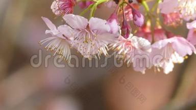 樱花。 台湾樱花.. 美丽的粉色花朵